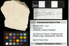 Foto (Objekt + Etiketten) von Oxythyreus sp. 